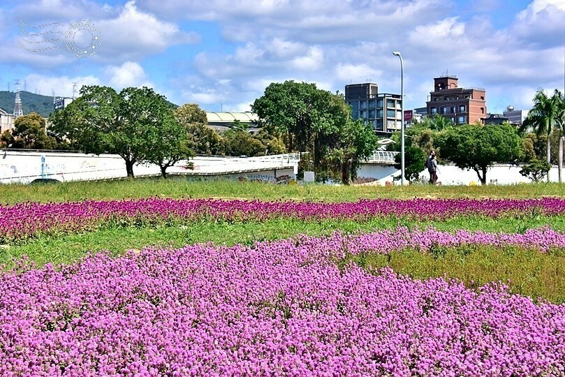 2023美堤河濱公園花海：親水灣圓仔花特色花海，怎麼拍怎麼美！