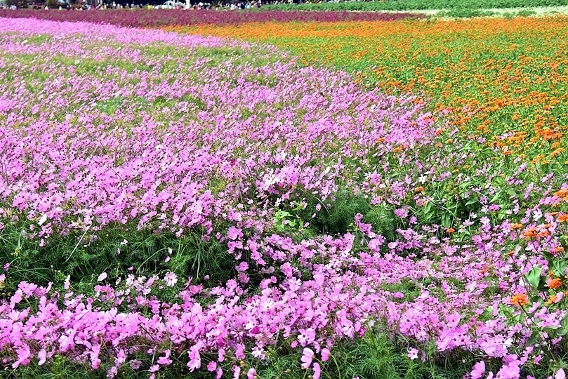 【2023臺中國際花毯節】:愛你愛山,璀璨重綻,全台最大規模,新社花海