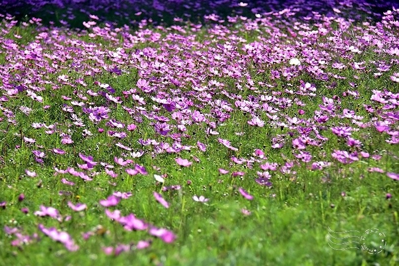 2023桃園花彩節:6萬坪花舞童話,超浪漫漸層彩虹花海