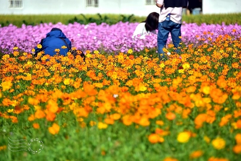 2023桃園花彩節:6萬坪花舞童話,超浪漫漸層彩虹花海