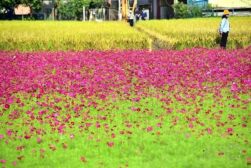 2023桃園花彩節:6萬坪花舞童話,超浪漫漸層彩虹花海