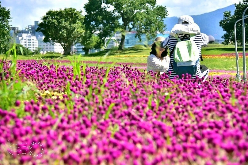 2023美堤河濱公園花海：親水灣圓仔花特色花海，怎麼拍怎麼美！