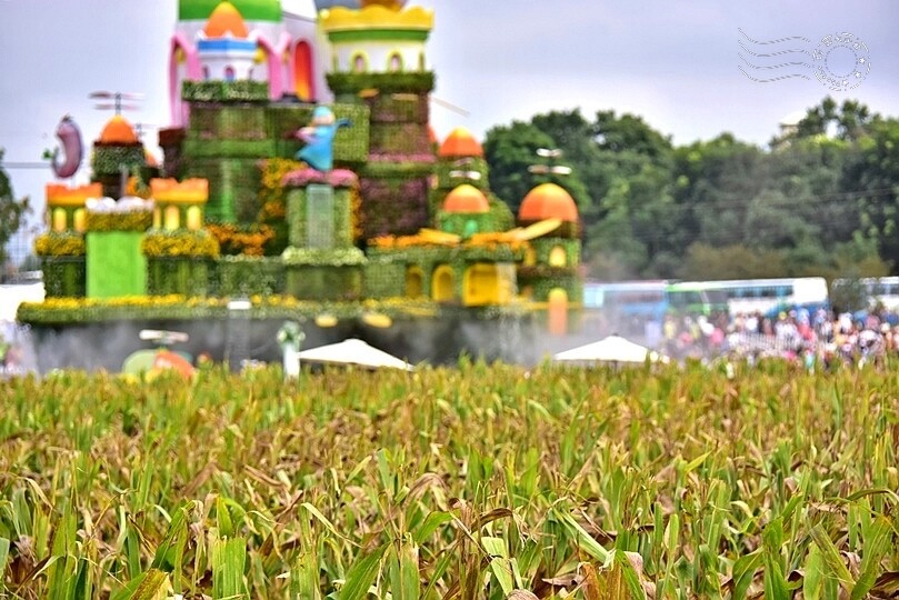 【2023臺中國際花毯節】:愛你愛山,璀璨重綻,全台最大規模,新社花海