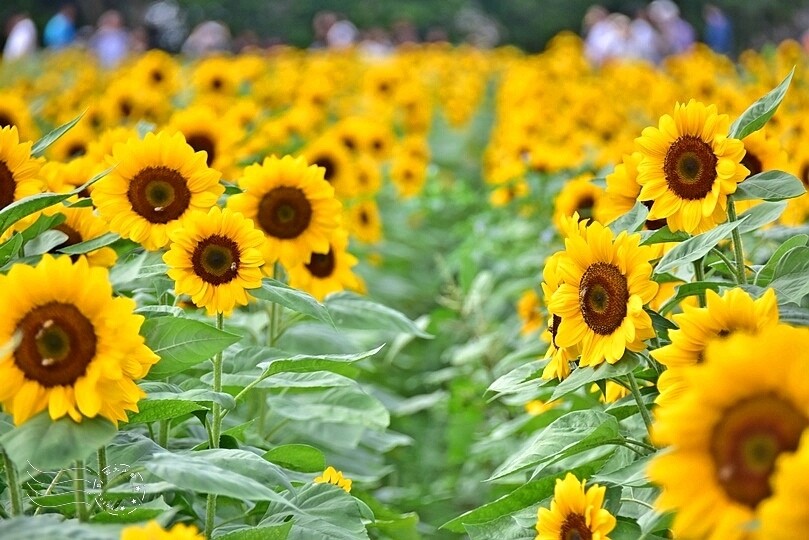 【2023臺中國際花毯節】:愛你愛山,璀璨重綻,全台最大規模,新社花海