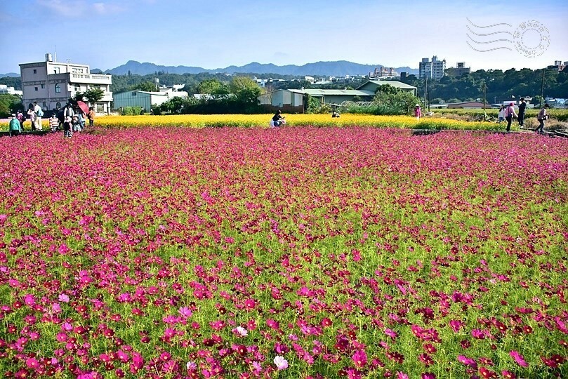 2023桃園花彩節:6萬坪花舞童話,超浪漫漸層彩虹花海