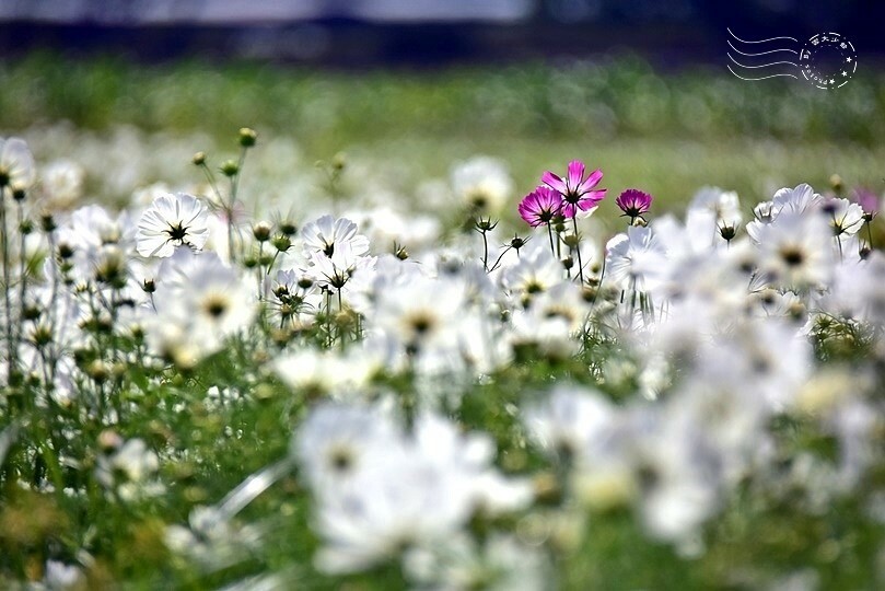 【2023臺中國際花毯節】:愛你愛山,璀璨重綻,全台最大規模,新社花海