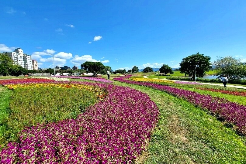 2023美堤河濱公園花海：親水灣圓仔花特色花海，怎麼拍怎麼美！