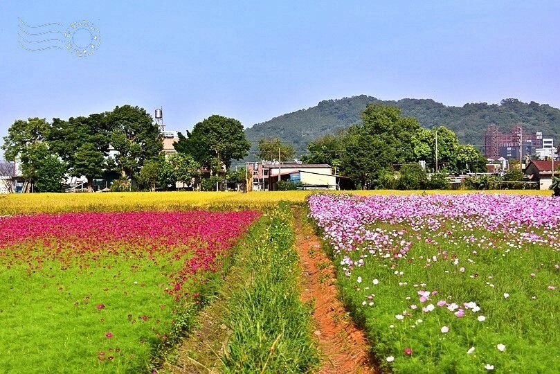 2023桃園花彩節:6萬坪花舞童話,超浪漫漸層彩虹花海