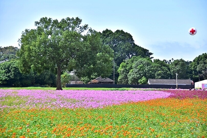 【2023臺中國際花毯節】:愛你愛山,璀璨重綻,全台最大規模,新社花海