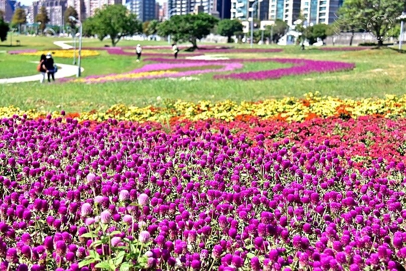 2023美堤河濱公園花海：親水灣圓仔花特色花海，怎麼拍怎麼美！