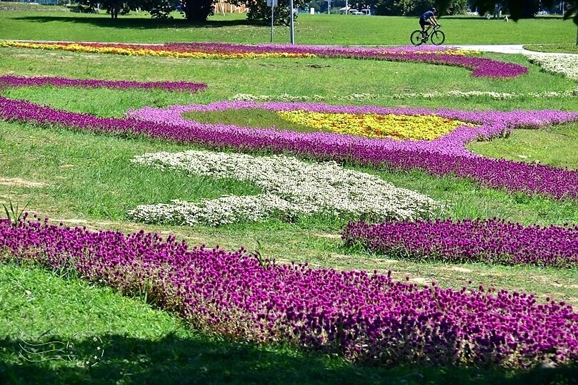 2023美堤河濱公園花海：親水灣圓仔花特色花海，怎麼拍怎麼美！