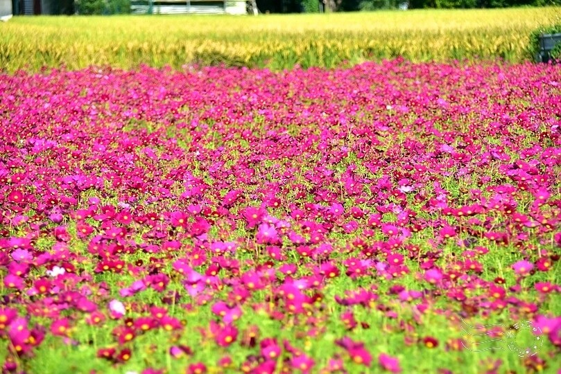 2023桃園花彩節:6萬坪花舞童話,超浪漫漸層彩虹花海