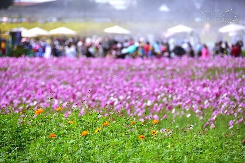 【2023臺中國際花毯節】:愛你愛山,璀璨重綻,全台最大規模,新社花海