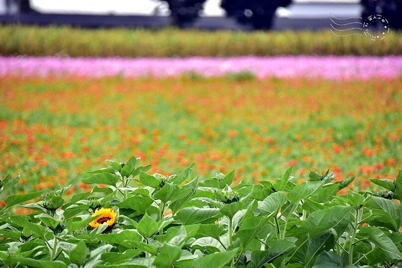 【2023臺中國際花毯節】:愛你愛山,璀璨重綻,全台最大規模,新社花海