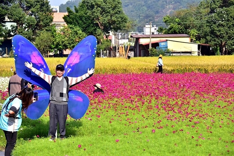 2023桃園花彩節:6萬坪花舞童話,超浪漫漸層彩虹花海