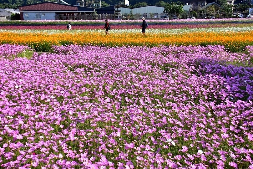 2023桃園花彩節:6萬坪花舞童話,超浪漫漸層彩虹花海