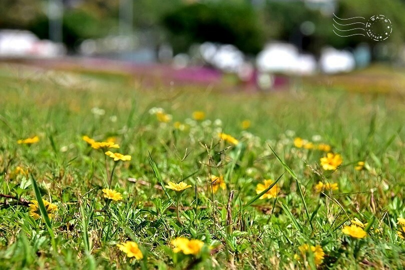 2023美堤河濱公園花海：親水灣圓仔花特色花海，怎麼拍怎麼美！