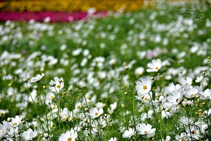 【2023臺中國際花毯節】:愛你愛山,璀璨重綻,全台最大規模,新社花海