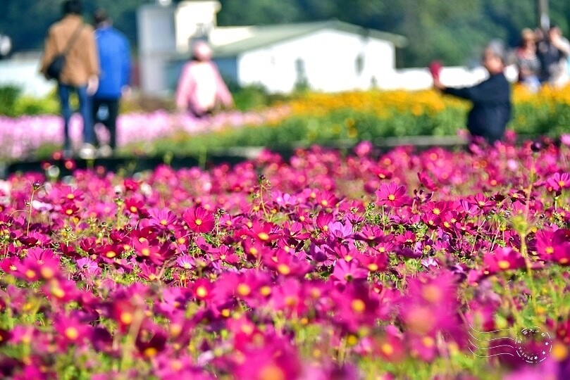 2023桃園花彩節:6萬坪花舞童話,超浪漫漸層彩虹花海