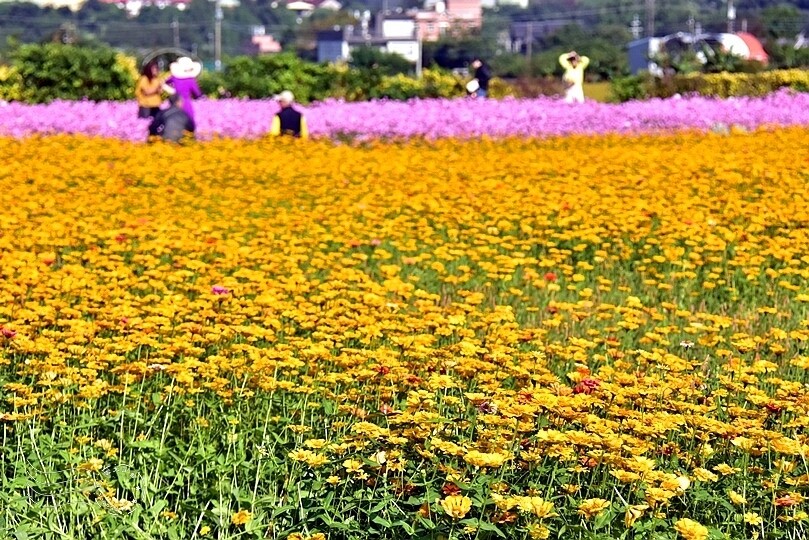 2023桃園花彩節:6萬坪花舞童話,超浪漫漸層彩虹花海