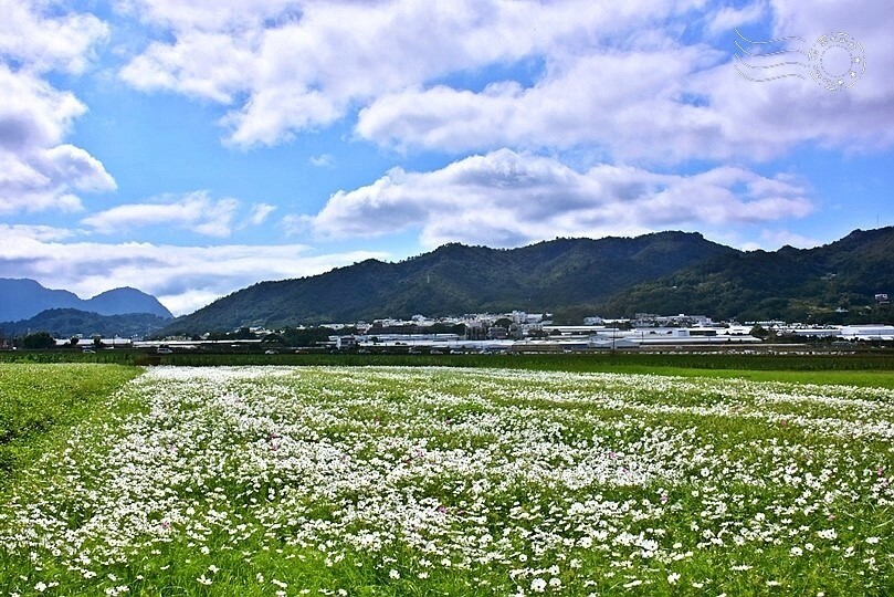 【2023臺中國際花毯節】:愛你愛山,璀璨重綻,全台最大規模,新社花海