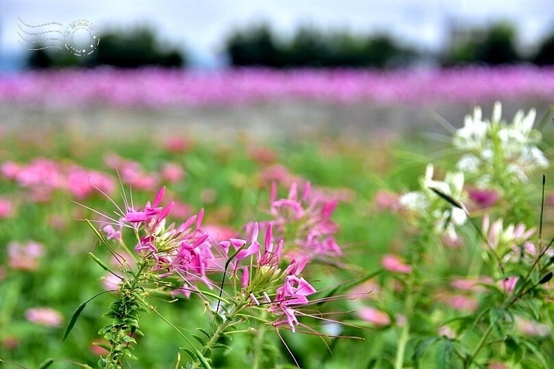 【2023臺中國際花毯節】:愛你愛山,璀璨重綻,全台最大規模,新社花海