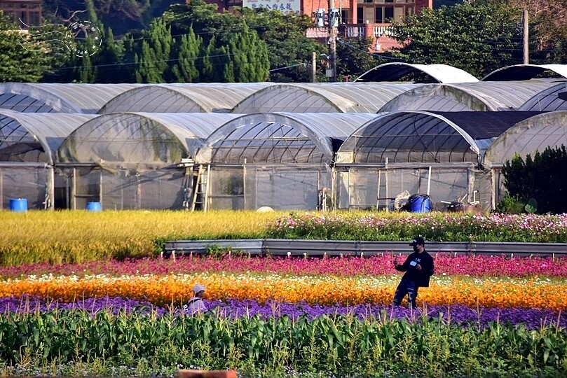 2023桃園花彩節:6萬坪花舞童話,超浪漫漸層彩虹花海