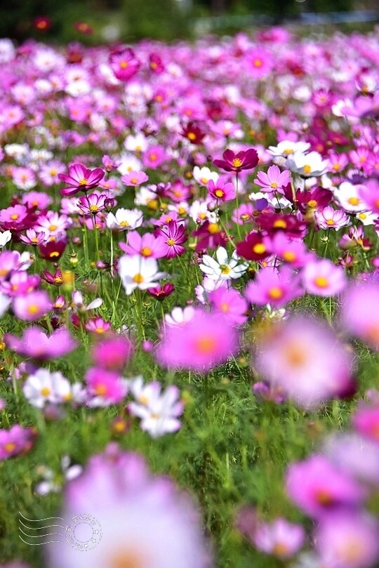 2023桃園花彩節:6萬坪花舞童話,超浪漫漸層彩虹花海