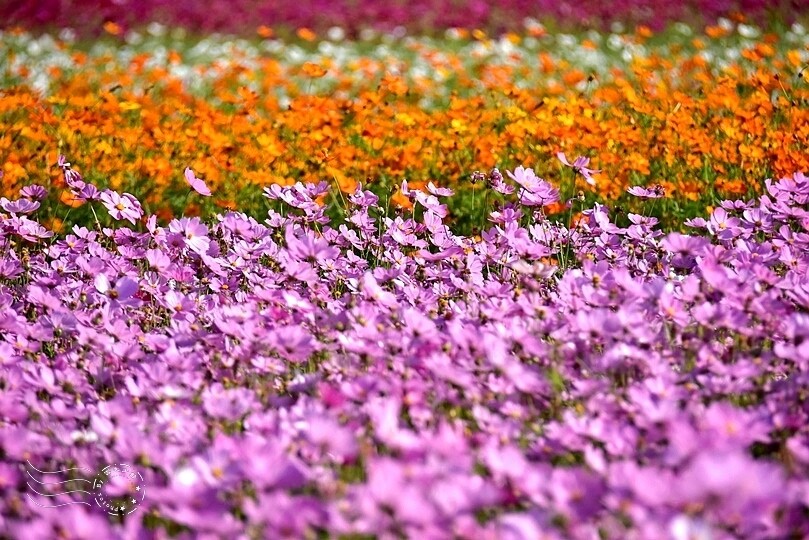 2023桃園花彩節:6萬坪花舞童話,超浪漫漸層彩虹花海