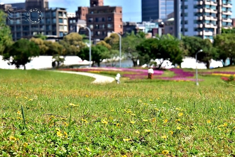 2023美堤河濱公園花海：親水灣圓仔花特色花海，怎麼拍怎麼美！