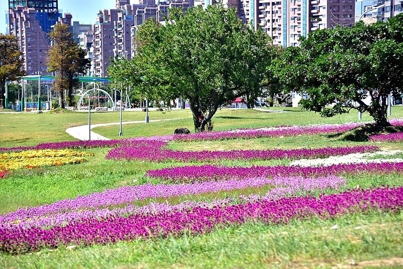 2023美堤河濱公園花海：親水灣圓仔花特色花海，怎麼拍怎麼美！