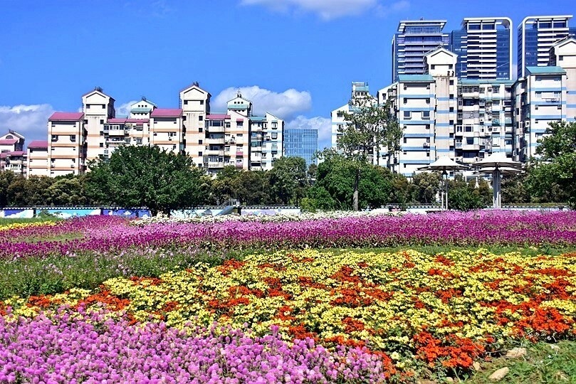2023美堤河濱公園花海：親水灣圓仔花特色花海，怎麼拍怎麼美！