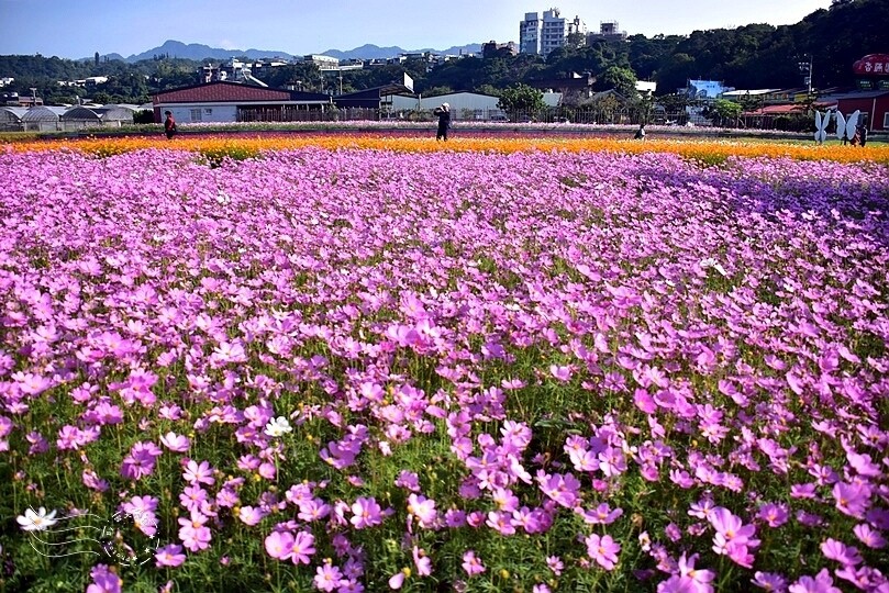 2023桃園花彩節:6萬坪花舞童話,超浪漫漸層彩虹花海