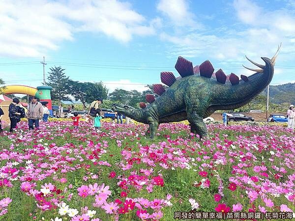 銅鑼杭菊07-花海中的恐龍.jpg