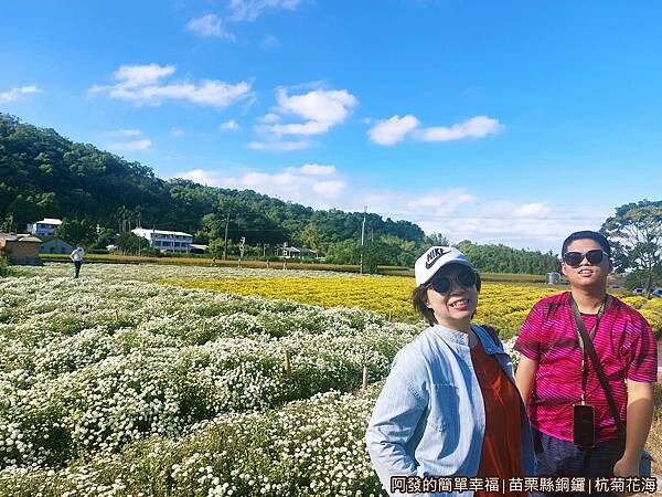 銅鑼杭菊13-邱家古厝杭菊花海留影.jpg