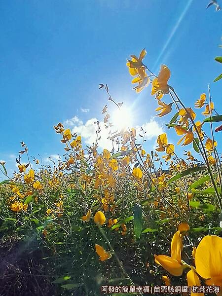 銅鑼杭菊15-太陽麻特寫.jpg