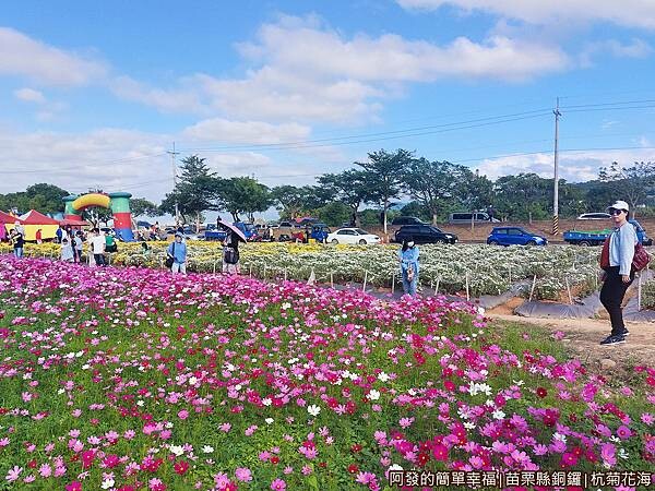 銅鑼杭菊09-波斯菊花海旁綻放的杭菊田.jpg