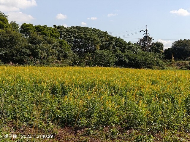 2023桃園仙草嘉年華，活動日期：2023/11/25～20