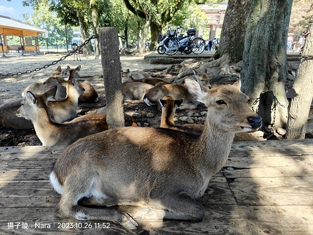 2023環遊關西5日|第3天(上)|世界文化遺產:東大寺|東