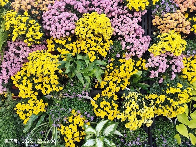 2023士林官邸菊展|菊藝生活,活動日期:2023/11/2