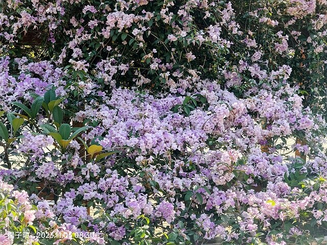 2023新北鶯歌永吉公園,蒜香藤花開,11/05即時花況~