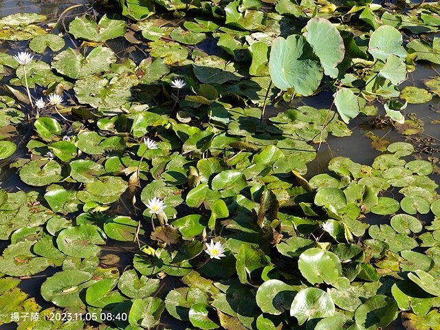 2023新北鶯歌永吉公園,蒜香藤花開,11/05即時花況~