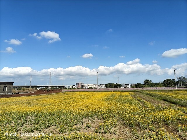 2023桃園仙草嘉年華，活動日期：2023/11/25～20
