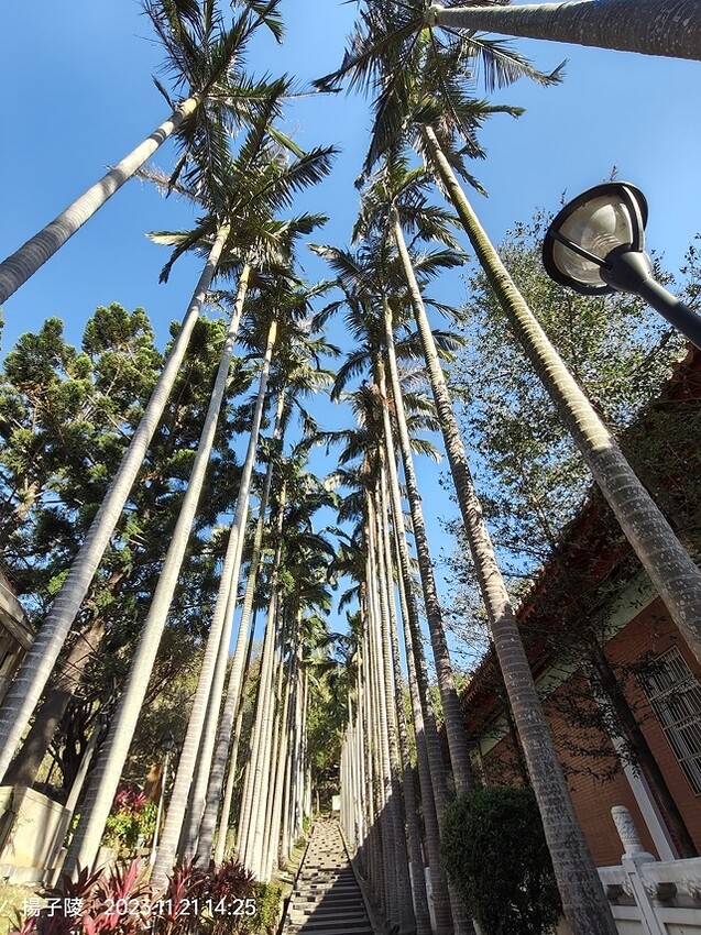 2023桃園仙草嘉年華，活動日期：2023/11/25～20