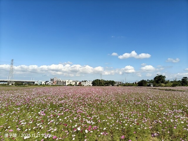 2023桃園仙草嘉年華，活動日期：2023/11/25～20