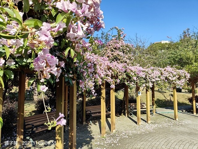 2023新北鶯歌永吉公園,蒜香藤花開,11/05即時花況~