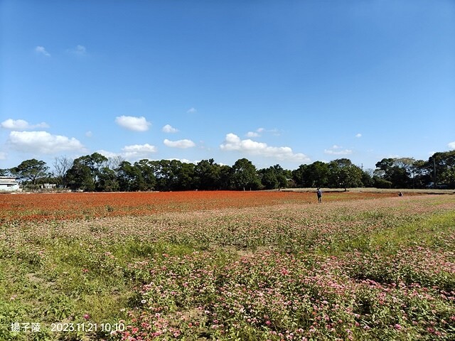 2023桃園仙草嘉年華，活動日期：2023/11/25～20