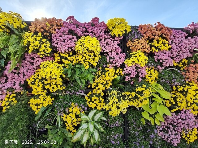 2023士林官邸菊展|菊藝生活,活動日期:2023/11/2