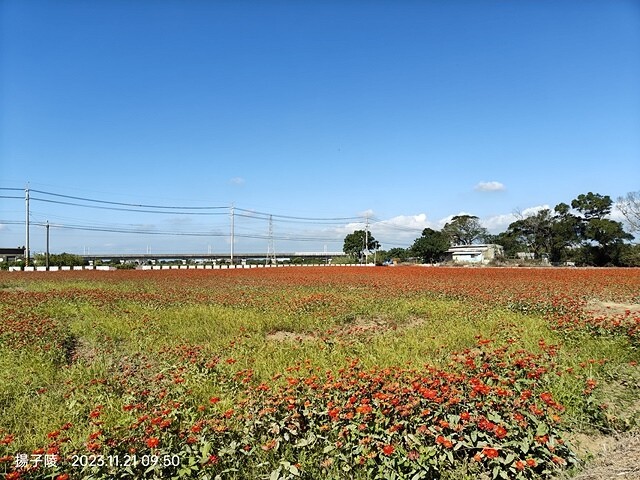 2023桃園仙草嘉年華，活動日期：2023/11/25～20