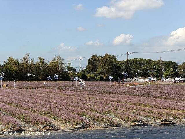 2023桃園仙草嘉年華，活動日期：2023/11/25～20